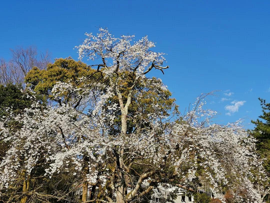「慢达世界」第216期：短暂停留的京都生活，柊家的待客之道