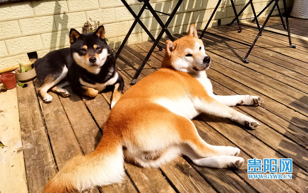 贵阳狗咖排名,成都比较好的猫咖狗咖