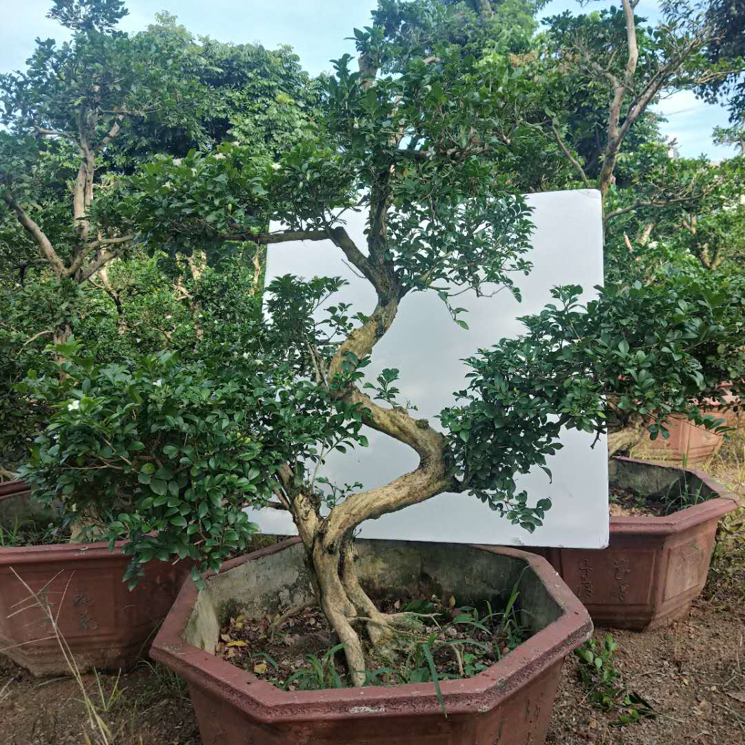 九里香和七里香哪种好养开花香,九里香怎么养才能开花旺盛呢