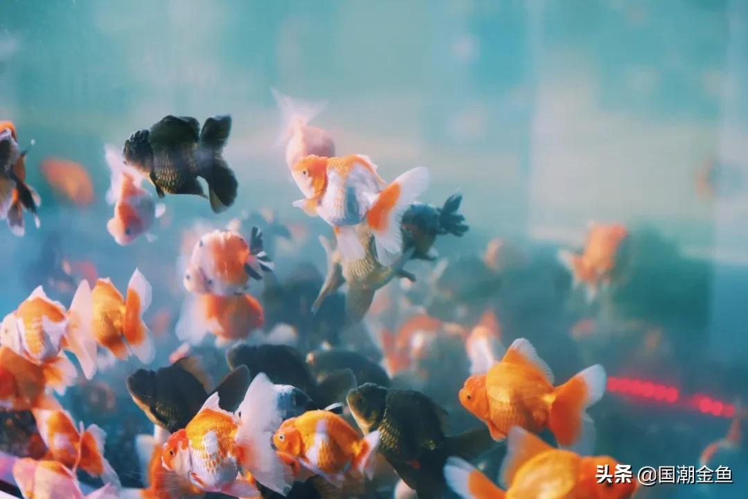 养龙鱼怎么才能节省电,养金鱼必备小知识