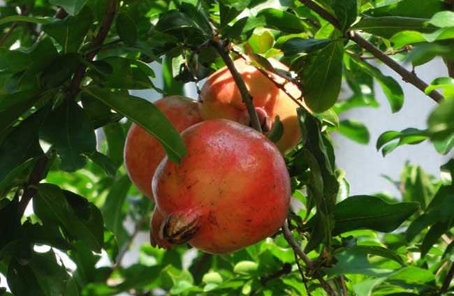 石榴几月份种植,石榴苗种植方法