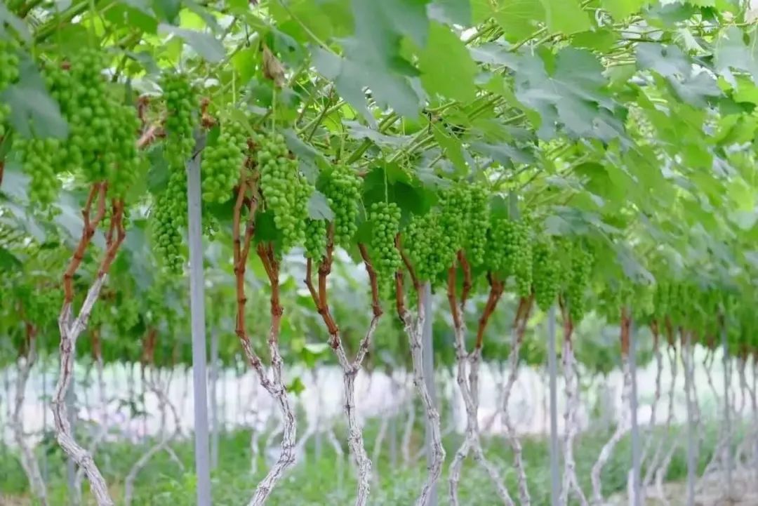 晴王和阳光玫瑰是一个品种吗,日本晴王葡萄和阳光玫瑰的区别