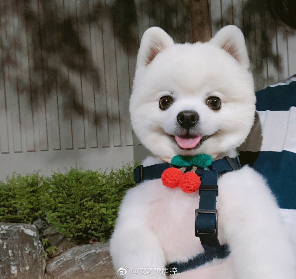 如果博美幼崽一直叫怎么办,博美吃东西一碰就呜呜叫