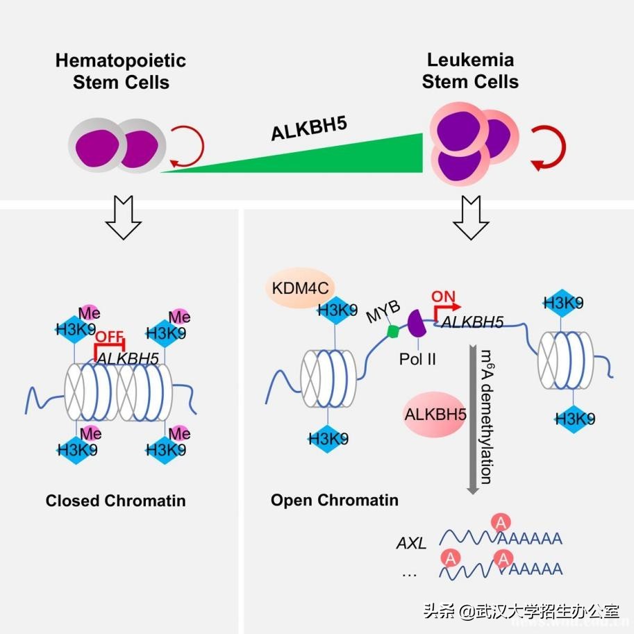 白血病治疗最新突破,国家研究白血病的进展