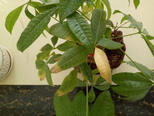 想让发财树长高怎么办,发财树怎么浇水才能活得更长