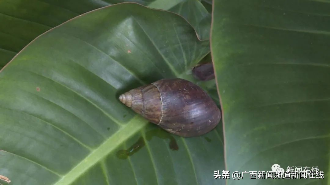 非洲大蜗牛要怎么样消杀,园区大蜗牛消杀