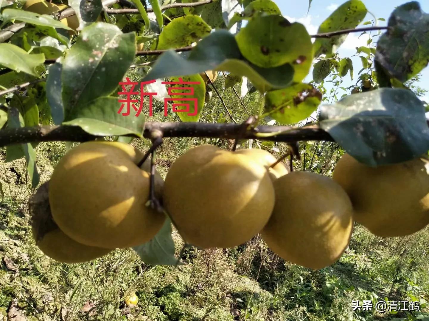 休闲农业盈利模式柱状图,休闲农业十大趋势图