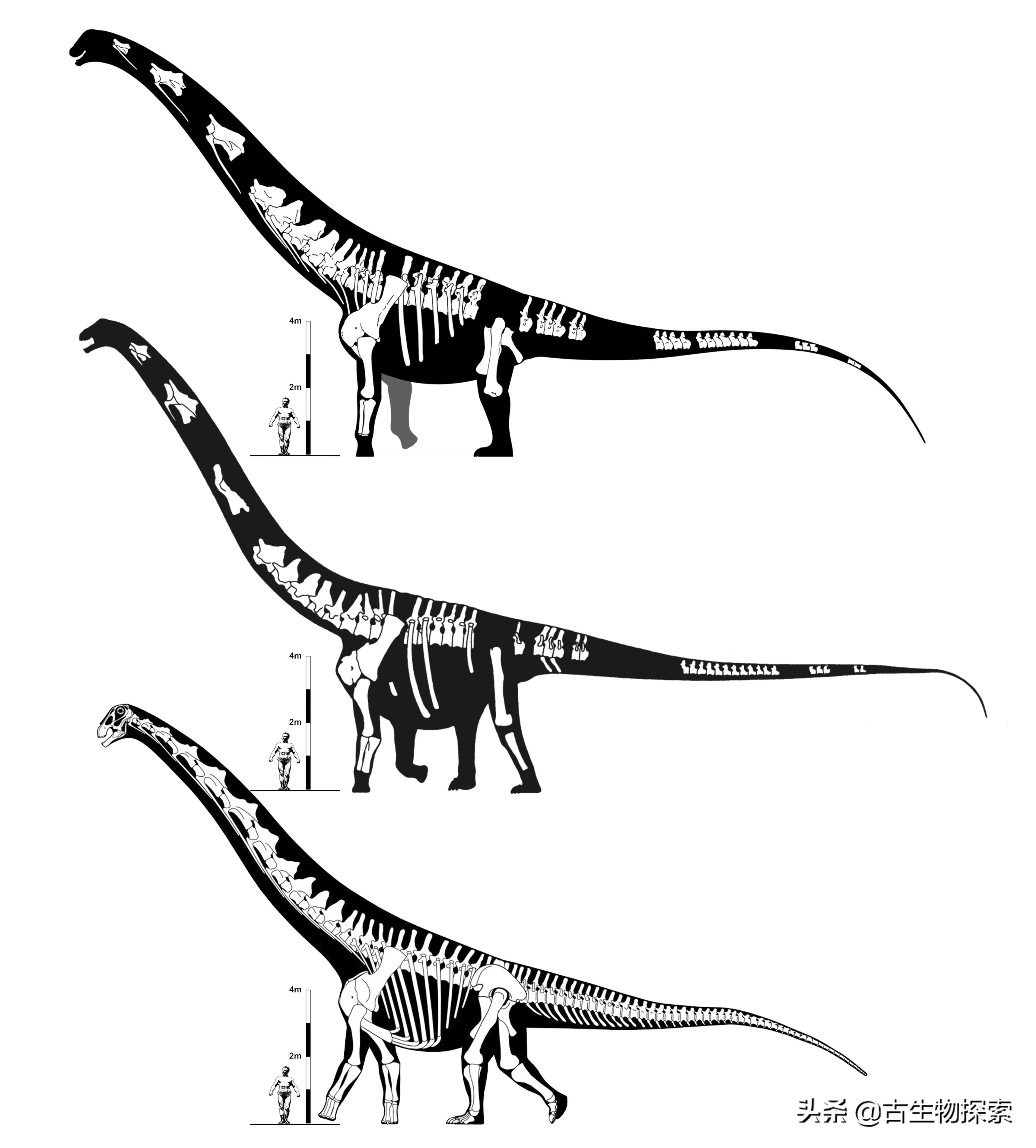 泰坦龙是最大的恐龙吗,世界上最高的恐龙是泰坦巨龙吗