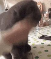 猫咪身上哪些部位不能碰水,猫咪身上的四个弱点