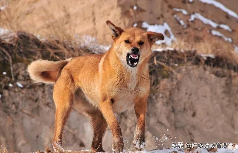 河北保定女童被2恶犬咬死，教你遇到恶犬咬人如何自救和救人