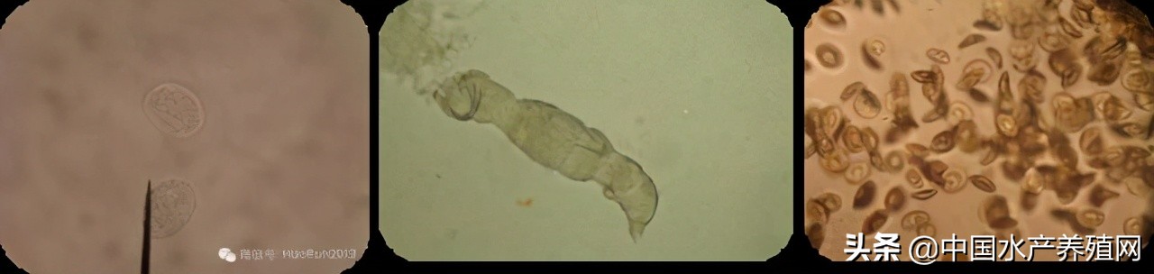 鱼病快速诊断与防病技术,鱼虾蟹病防治方法