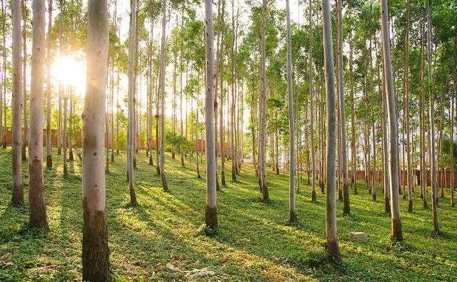 红栎木拼接板,油栎木封边效果