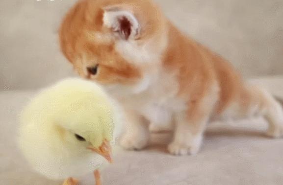 好不容易养大的猫被猪拱了,猫为什么喜欢被猪拱