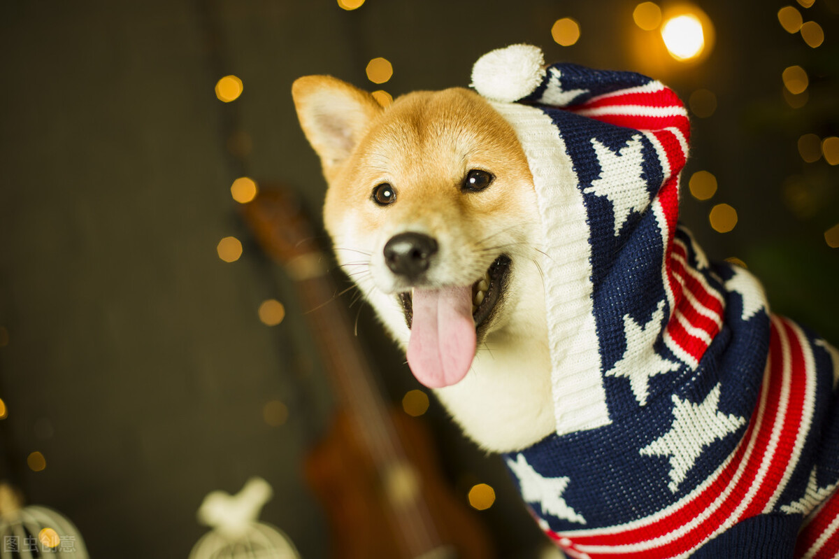 因表情包走红网络,网红柴犬表情包我只想拥有快乐