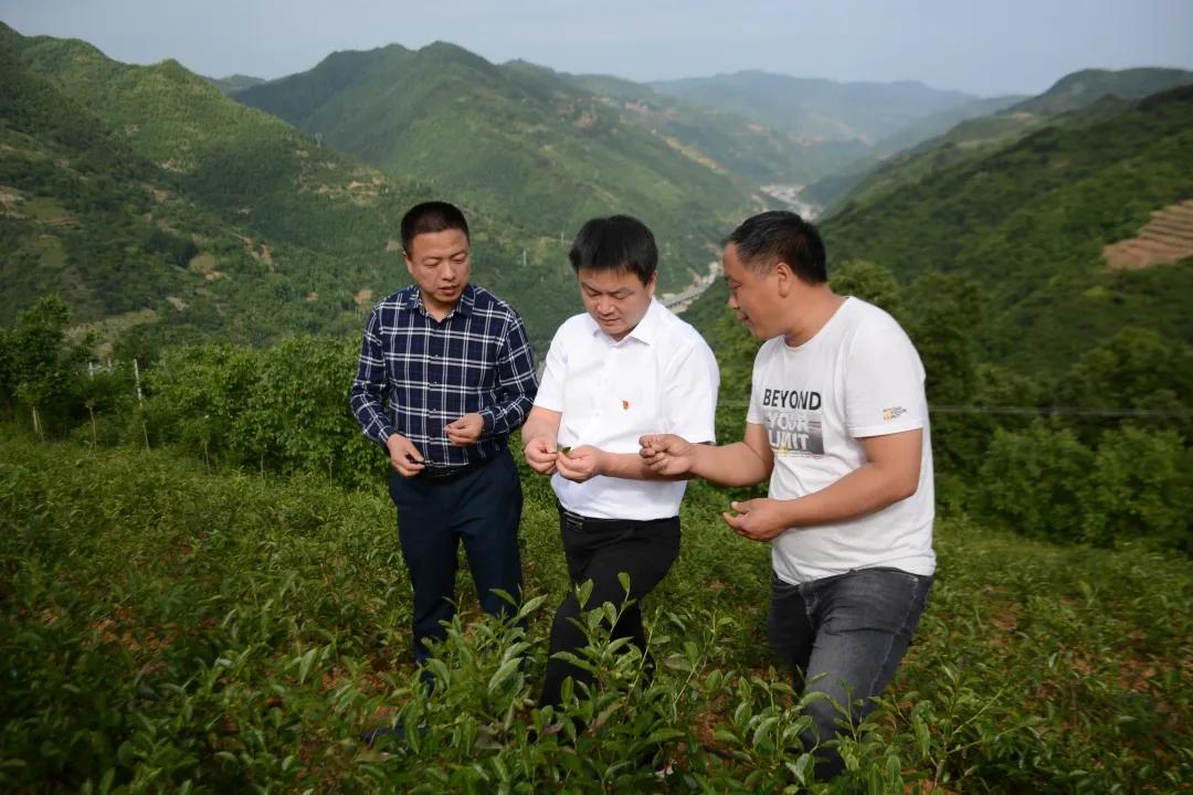 同心奔小康·柞水行|“山茶娃”凝聚浓浓“山海情”