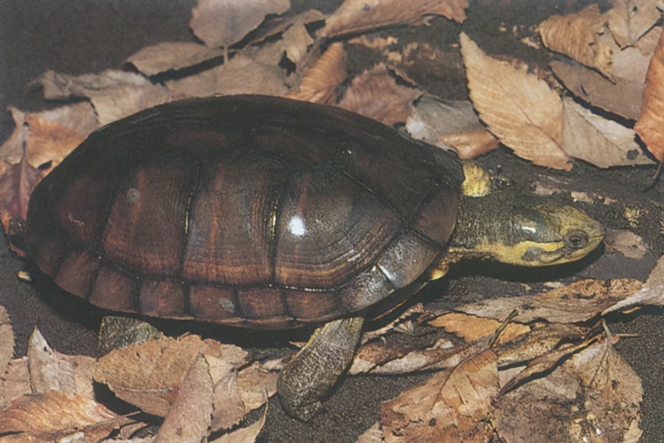 各种龟类图片大全大图,龟类展示会