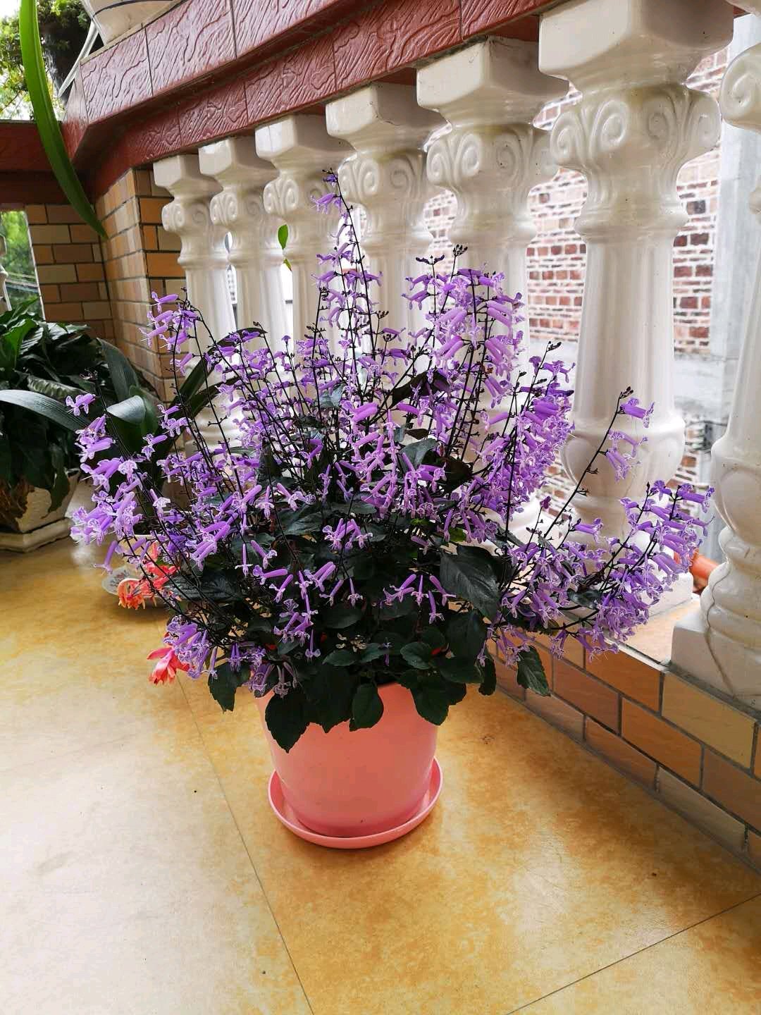 薰衣草花卉植物图片,薰衣草怎么养开花图片