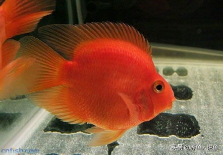 观赏鱼水霉病高锰酸钾泡多久最好,观赏鱼得了水霉是什么症状