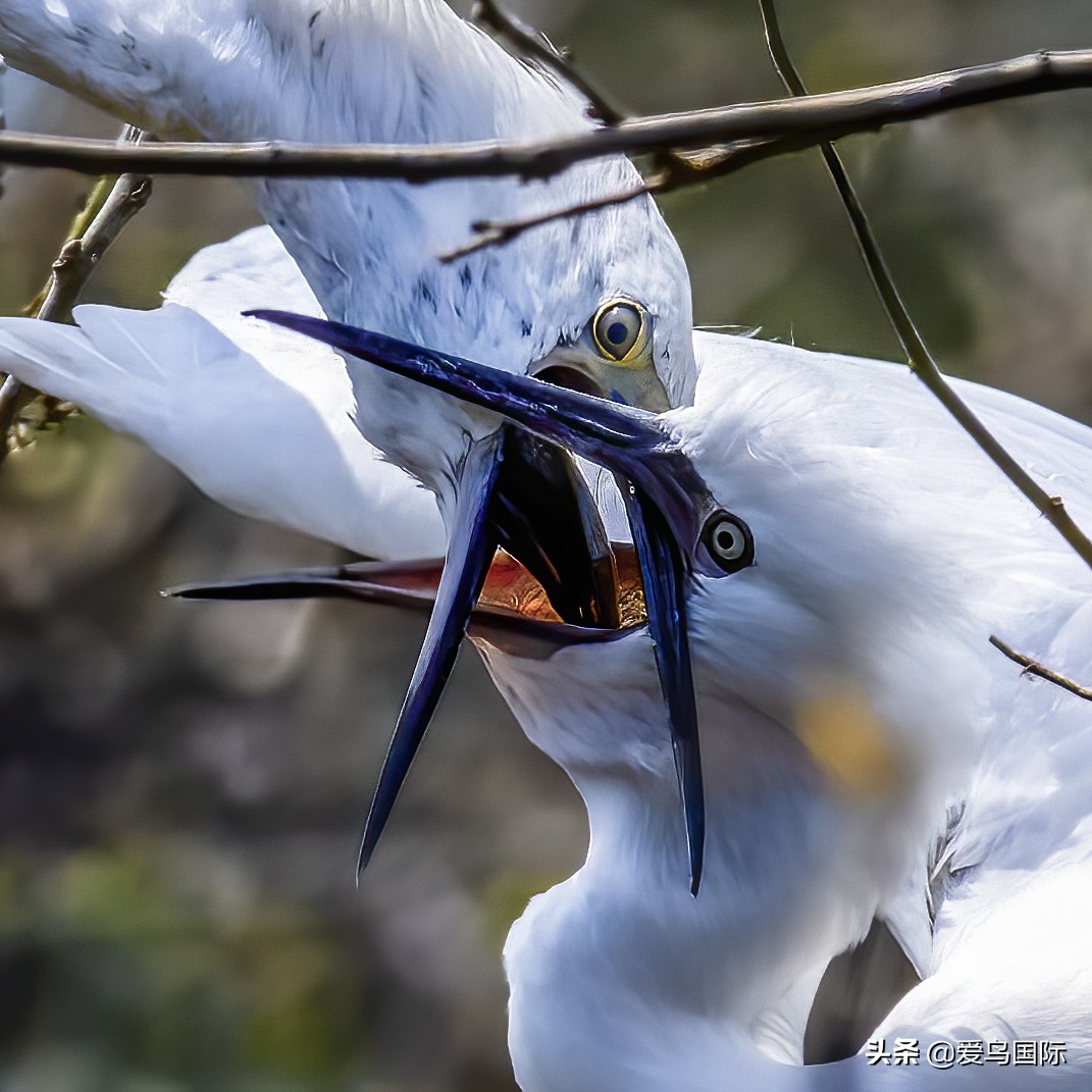 观鸟大年作品集,观鸟大年完整版