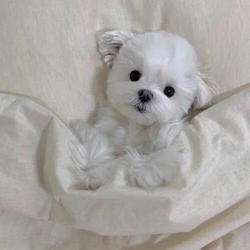 模仿狗狗睡姿,分享下你家狗子的睡姿