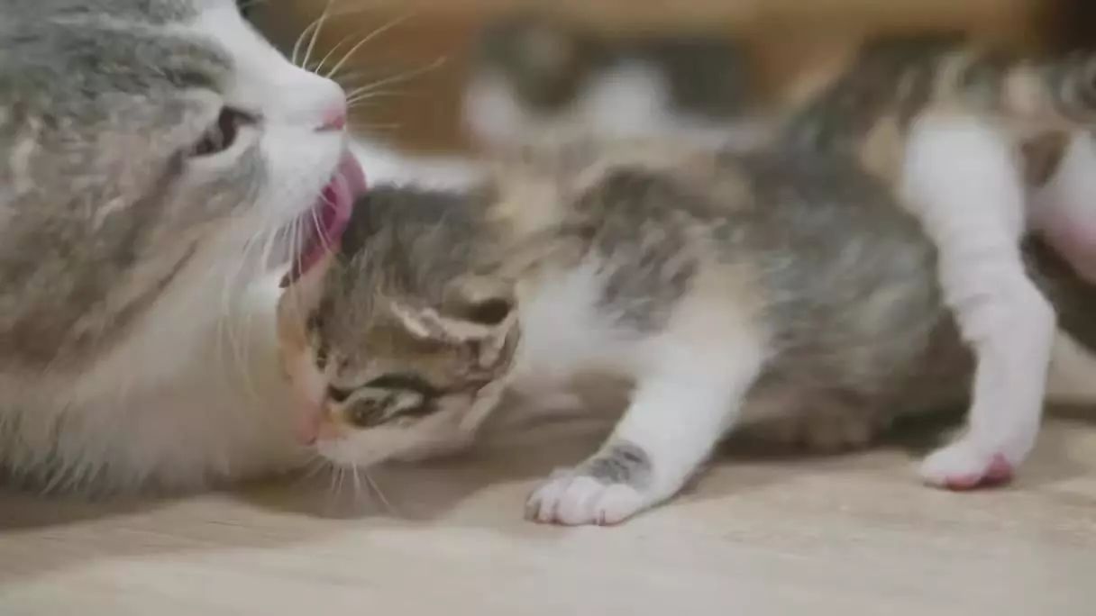 动物吃自己粪便原因,为什么动物吃掉粪便