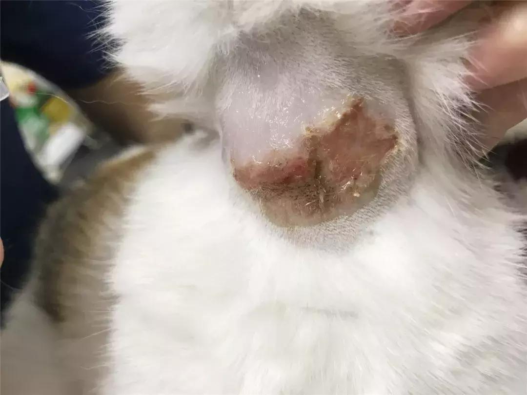 我亲手给猫戴的某款驱虫项圈，差点要了猫的命