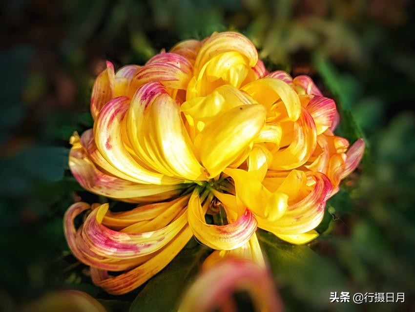 人间芳菲十月,人间四月芳菲尽硬笔楷书