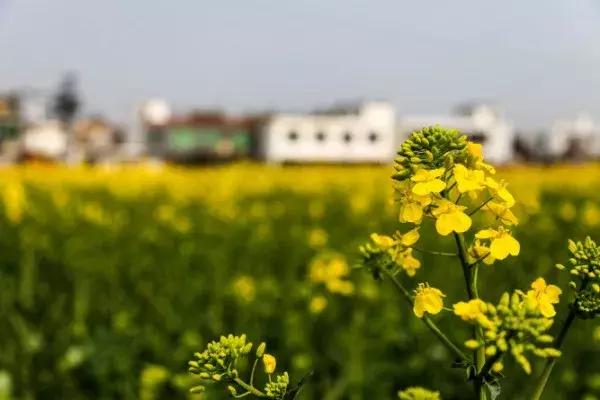 四川过年油菜花风景视频,3月去四川哪里看油菜花