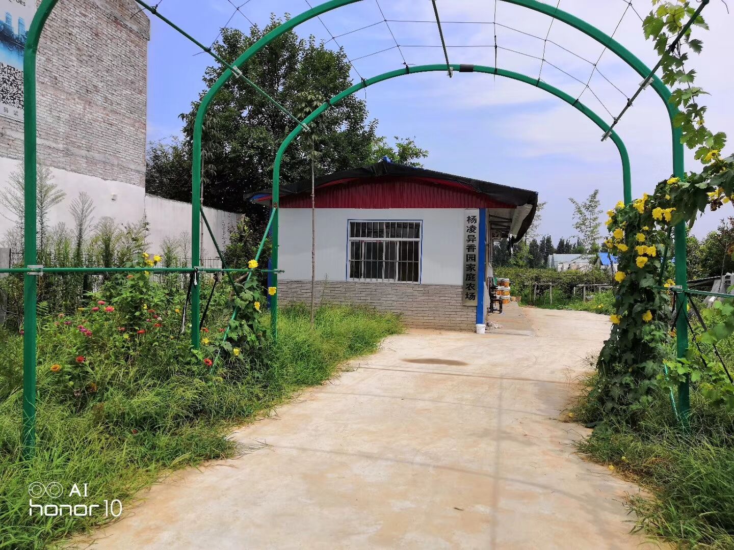 每斤15元还供不应求，这个家庭农场的猕猴桃为何如此“俏”？