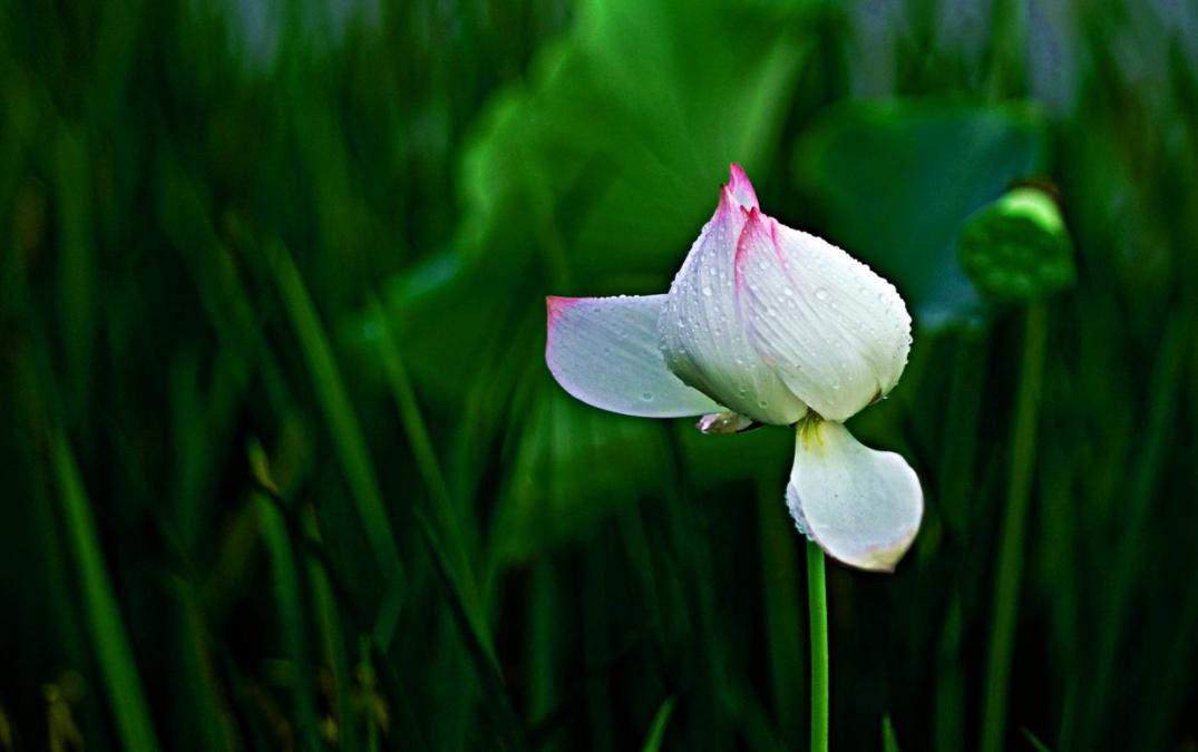 雨中观荷有情调,大观楼雨中观荷
