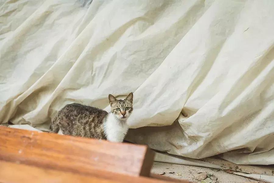 爱宠人：你知道困难重重的TNR是什么吗？