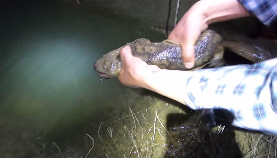 山洪冲出一窝娃娃鱼?江西钓友进山钓鱼,溪流里发现一群四脚兽