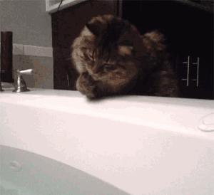 猫咪怕光怕水是怎么回事,你家的猫咪到底有多怕水