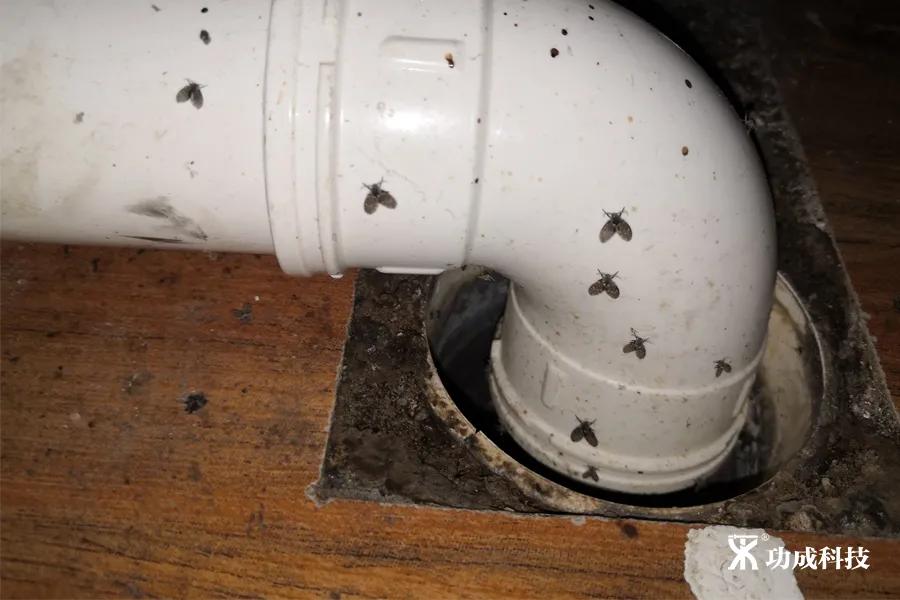 卫生间有小虫蛾蚋怎么治,卫生间出现蛾蚋怎么处理