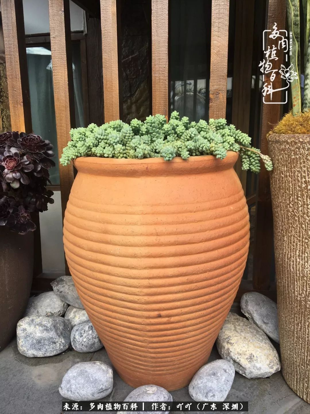 涓冨僵浜戝崡澶氳倝,浜戝崡澶氳倝涔嬫梾