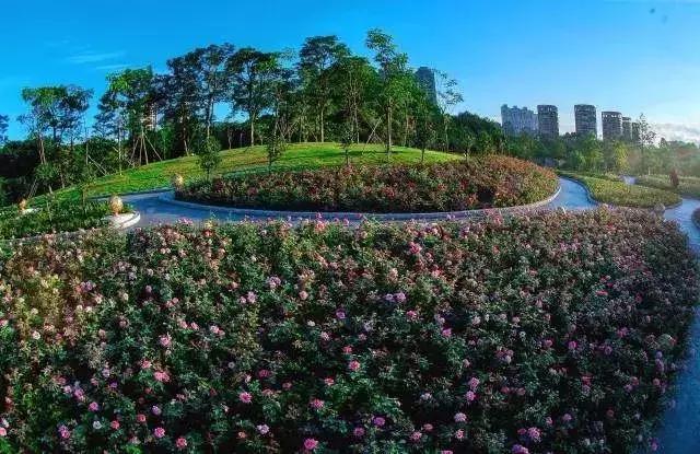 深圳适合春游的地方推荐及理由,深圳不可错过的游玩地方