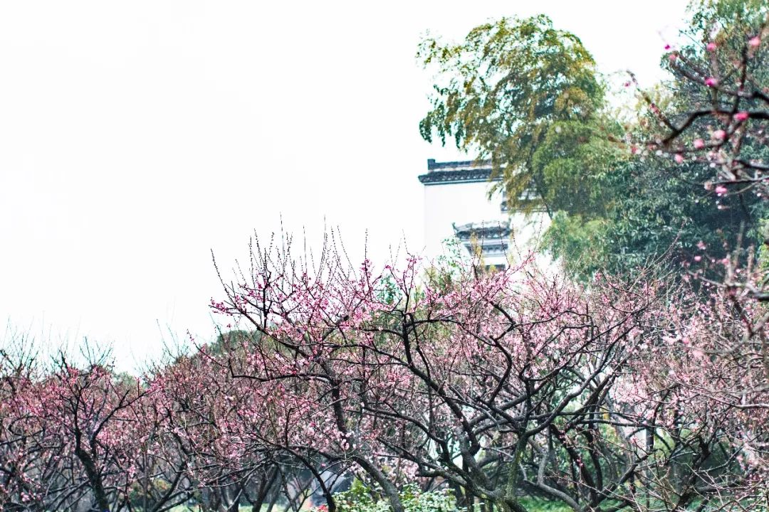 江南三大梅园,杭州江南三大梅花