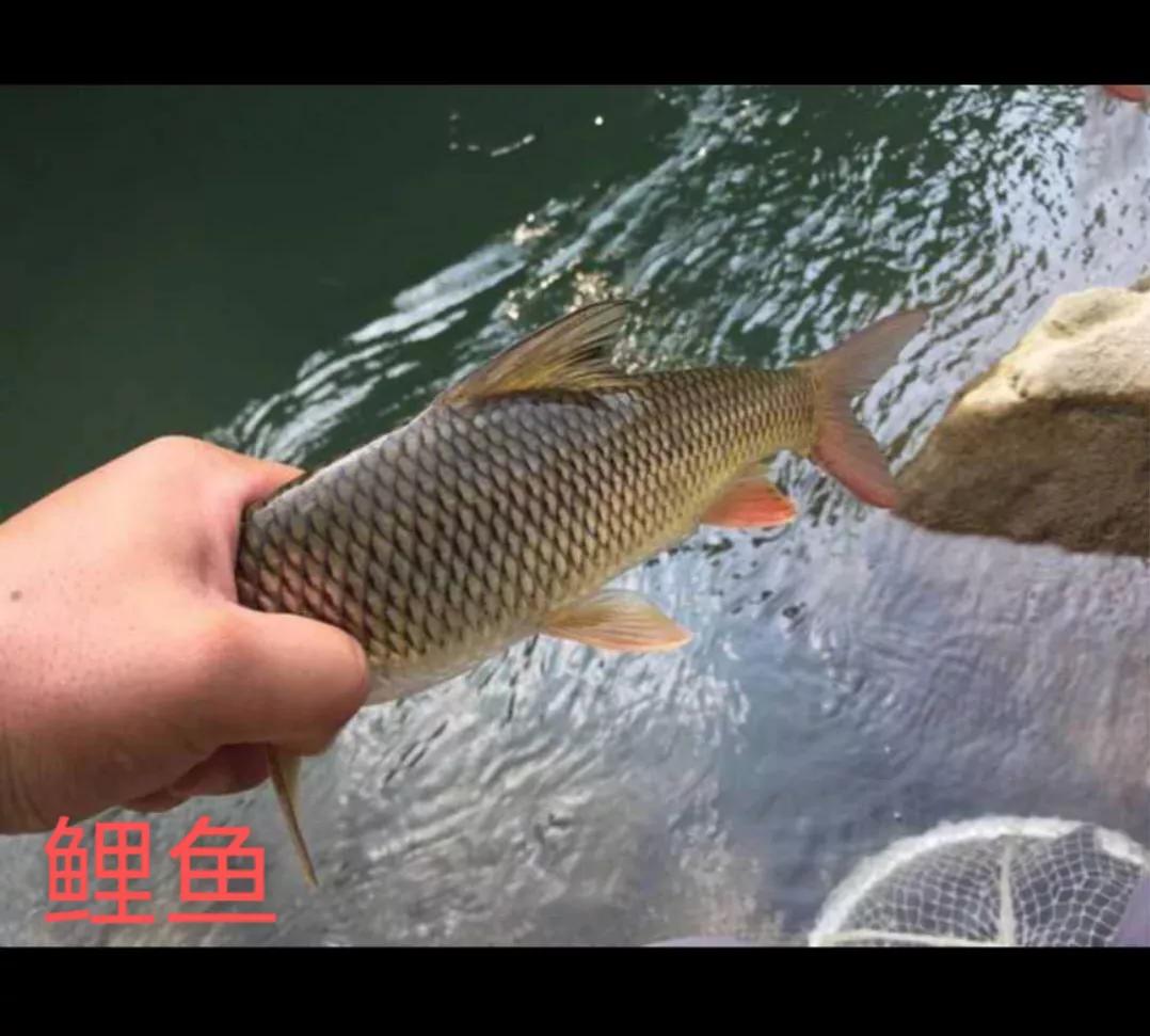 四川河里面野生长不大的鱼,四川野河里有哪些小河鱼