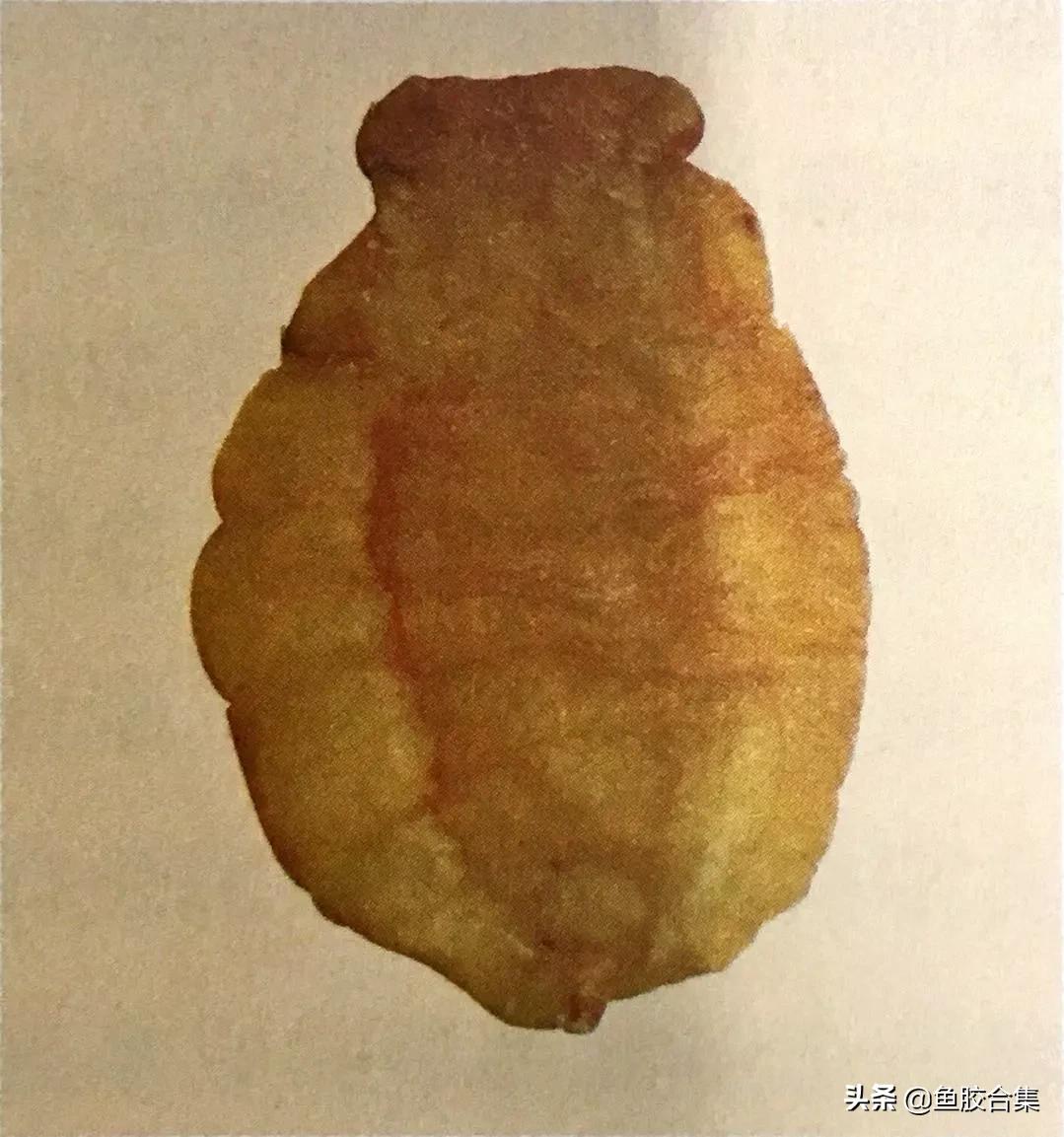 赤嘴鳘鱼鱼胶的功效和作用,赤嘴鱼胶的功效测评