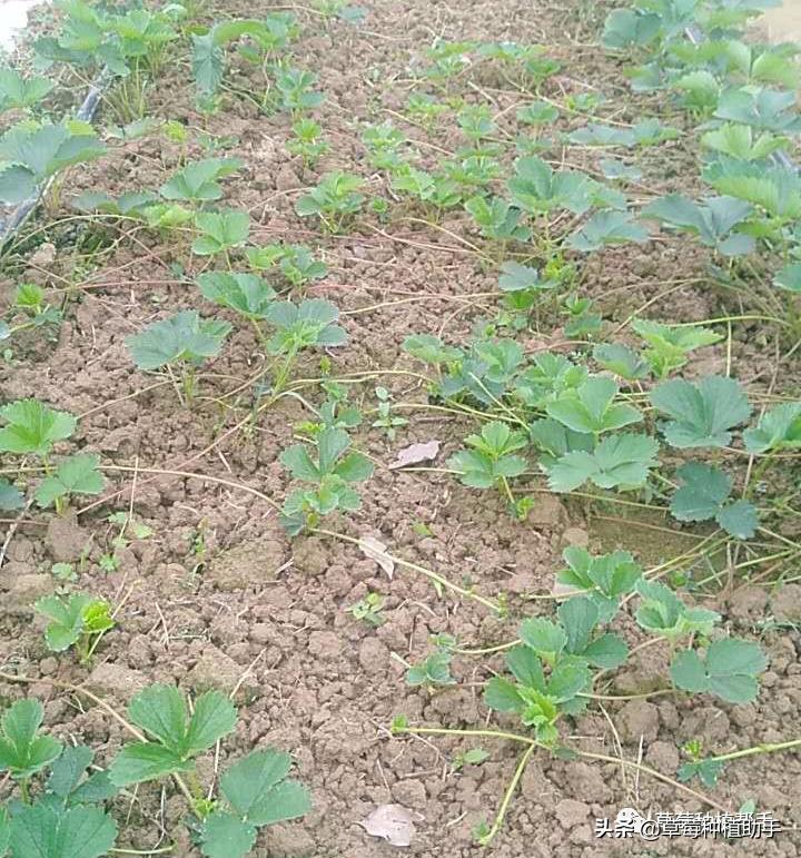 草莓苗一亩要多少棵母苗,如何用草莓老苗繁育新苗