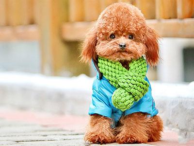 小体泰迪发情期是来大姨妈期间吗,泰迪发情期不出血了是不是结束了