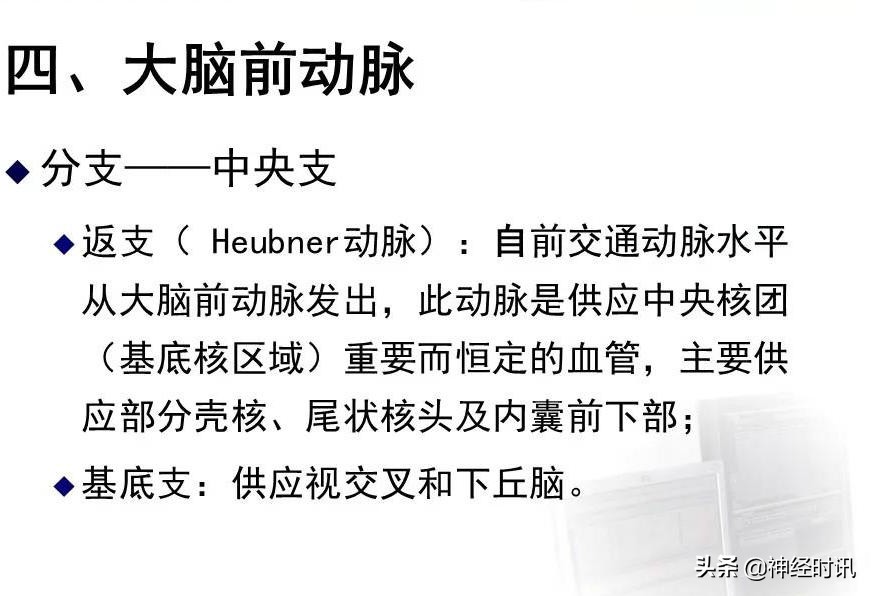脑动脉解剖学讲解,基底节区脑血管解剖