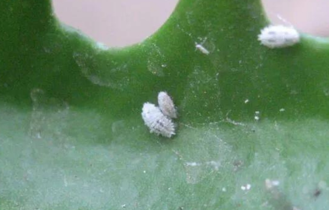 花卉蚧壳虫的特效药图片,花卉植物有蚜虫蚧壳虫用什么药