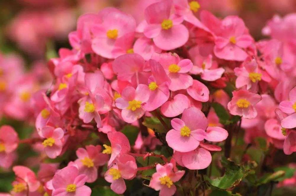 四季海棠病虫害有哪些,四季海棠病虫害防治