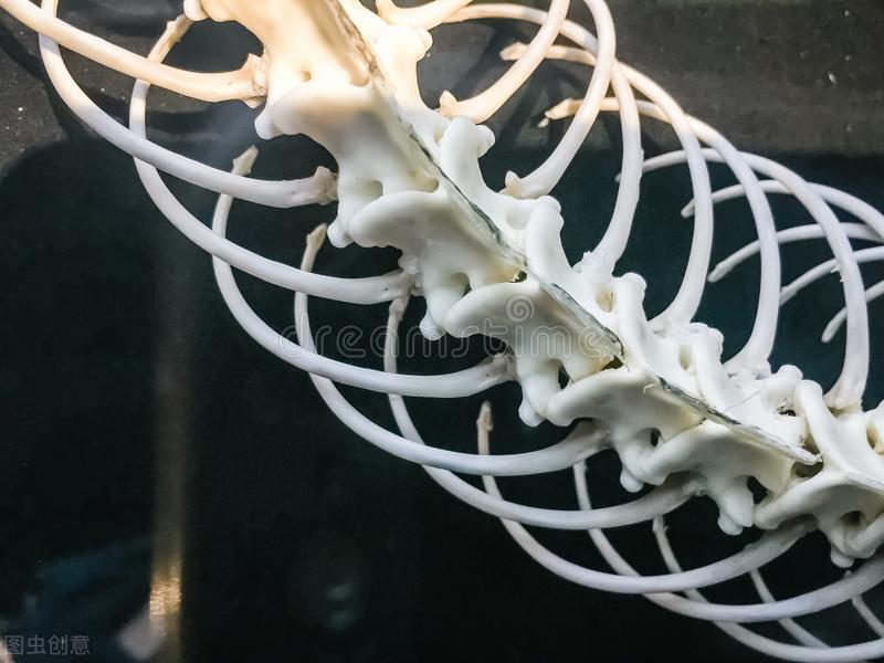 蛇性本淫是事实吗,蛇性本淫什么意思