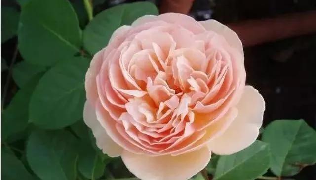 玫瑰有几种品种图片及名称,玫瑰品种分类名称及图片介绍