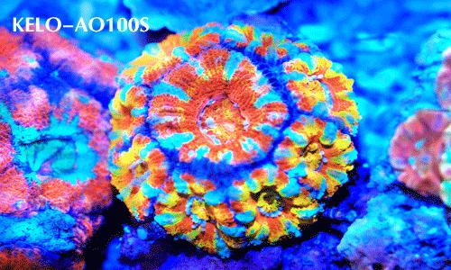 KELO钜彩照明--AO100S水族灯