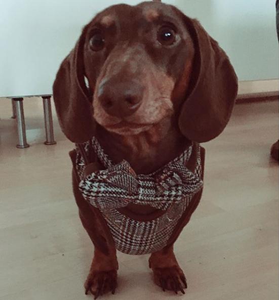 狗狗的尾巴下垂是不开心吗,狗狗尾巴尖下垂