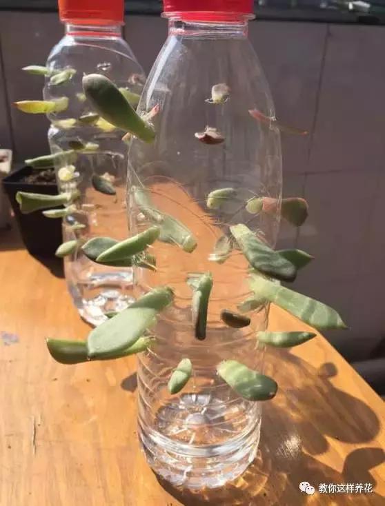 塑料瓶扔了就是扔钱！用来养花就是宝贝，看到了快捡！