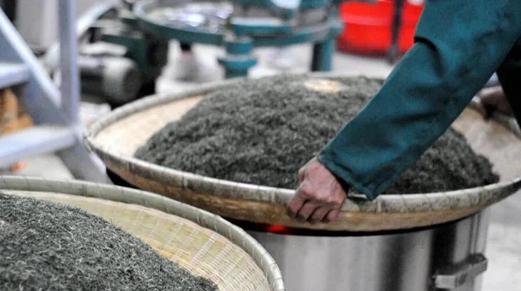 祁门红茶茶知识科普,祁门红茶跟其他红茶制作工艺区别